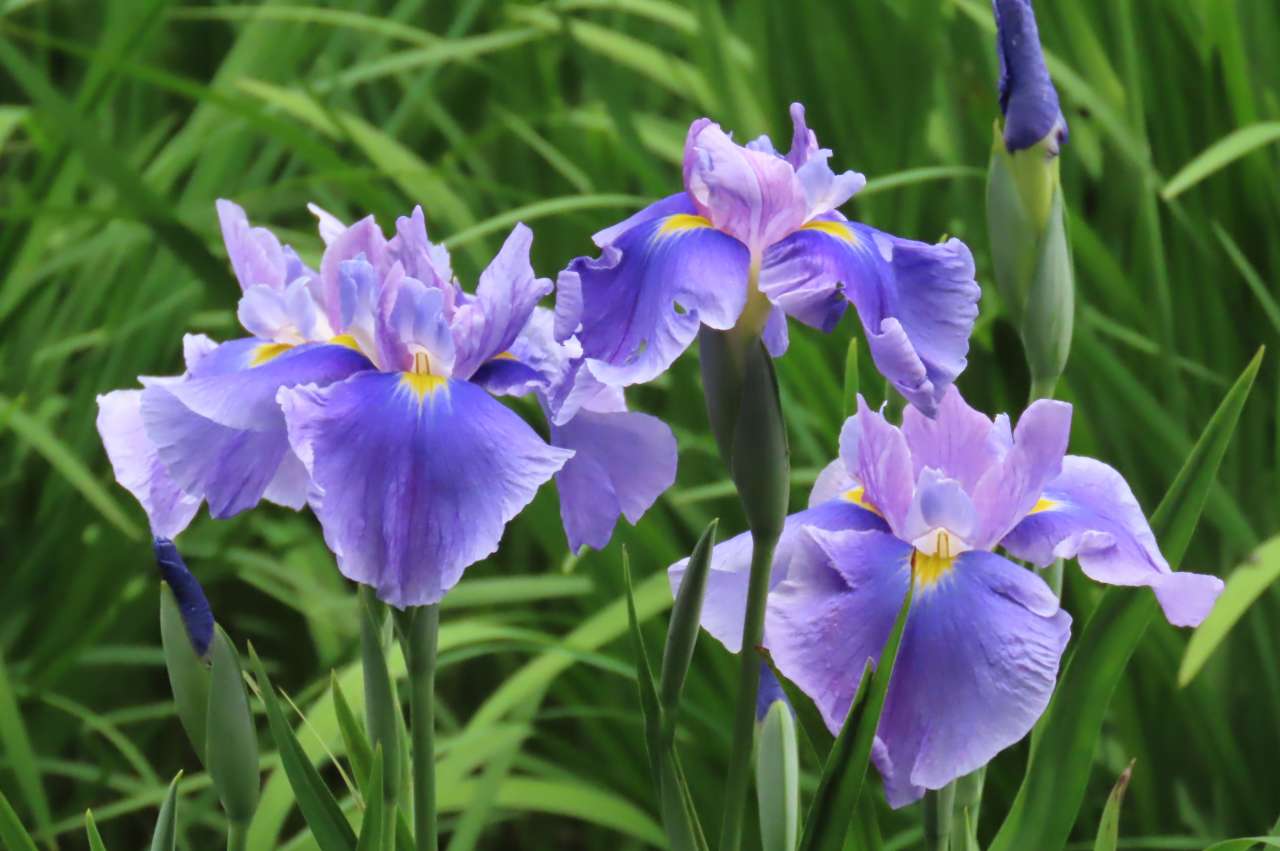 花菖蒲（ハナショウブ）見ごろ 小石川後楽園（5月30日）｜公園へ行こう！